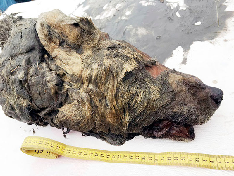 Illustration for article titled Huge, Shaggy Head of 30,000-Year-Old Wolf Unearthed in Siberia